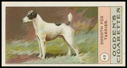 48 Smooth Fox Terrier